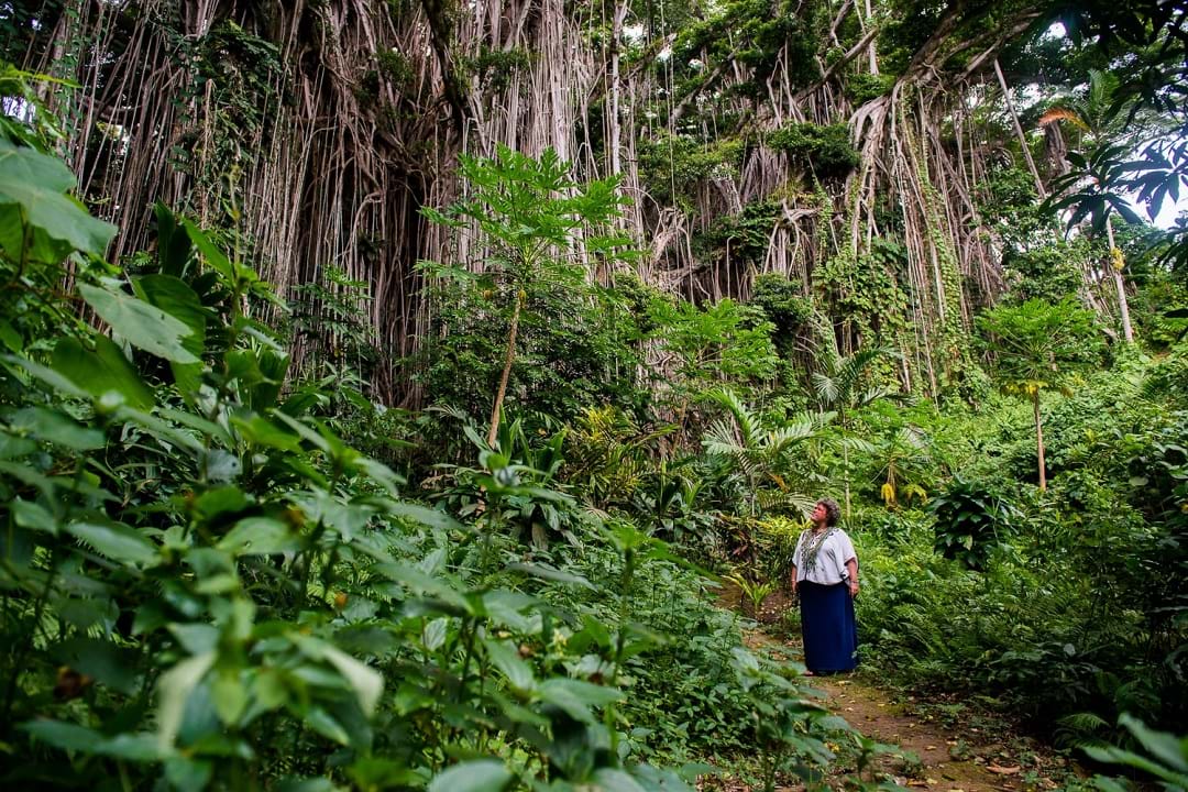 Giant Banyan Tree, Tanna, Vanuatu